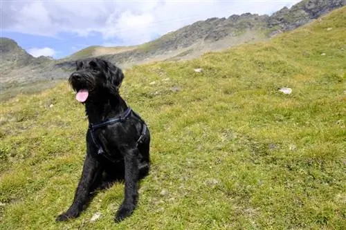 Schnauzer gigante Cane Corso sentado en la hierba