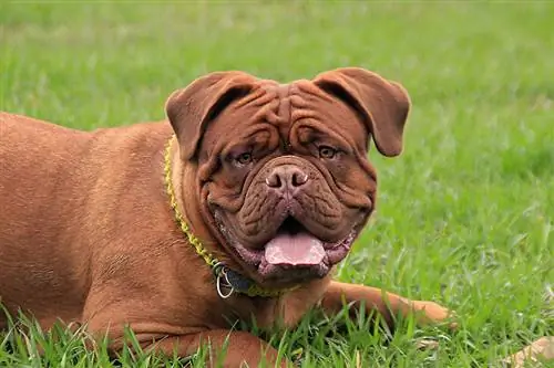 Mastiff die op het gras ligt