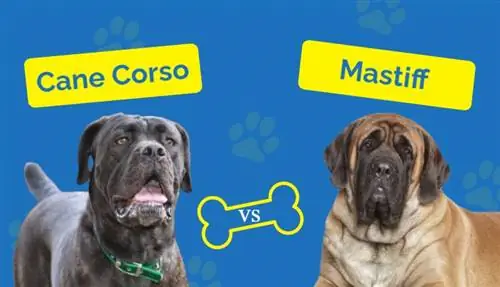 Cane Corso vs Mastiff: Ni Ipi Inafaa Kwangu?