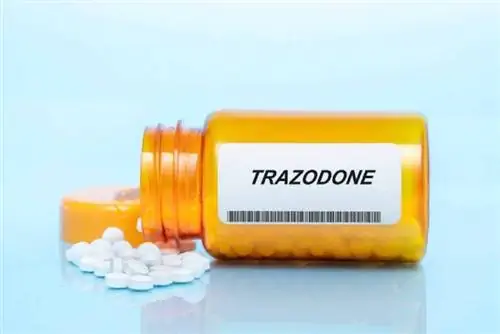 Trazodone kwa Paka: Matumizi, Kipimo & Madhara (Majibu ya Daktari wa mifugo)