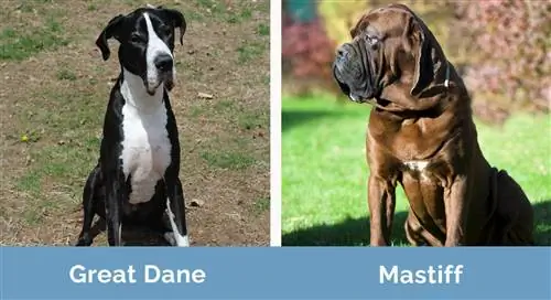 Great Dane vs Mastiff sida vid sida