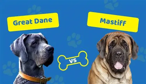 Great Dane vs Mastiff: quina diferència hi ha? (Amb Imatges)