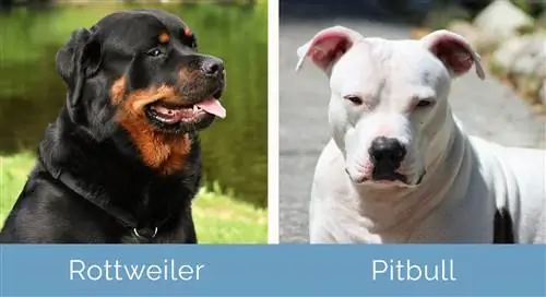 Rottweiler vs Pitbull جنبًا إلى جنب