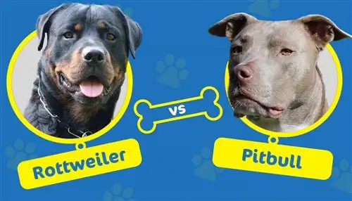 Rottweiler so với Pitbull: Bạn nên chọn giống chó nào?