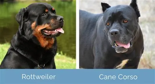 Rottweiler vs Cane Corso lado a lado