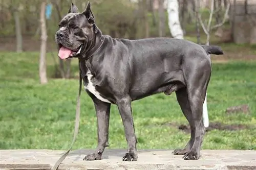 Hund geht mit dem Gehstock Corso