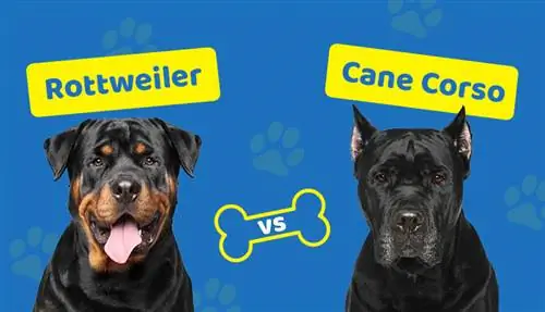 Rottweiler protiv Cane Corsa: Koji je pravi za mene?