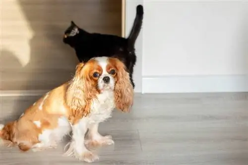 Cavalier King Charles Spaniel con Cat