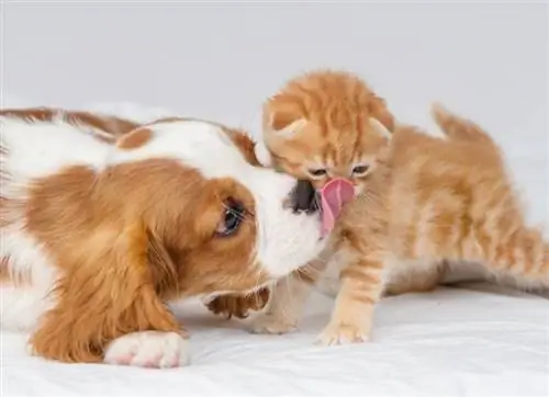 Cavalier King Charles Spaniel con Cat