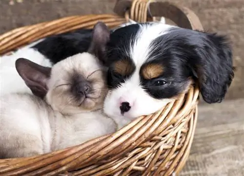 I Cavalier King Charles Spaniel sono bravi con i gatti? La risposta sorprendente