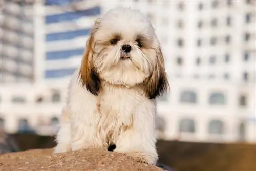 Lhatese (Lhasa Apso & Mchanganyiko wa Kim alta) Maelezo, Picha, Ukweli, Sifa