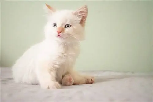 ცეცხლის წერტილი ragdoll kitten