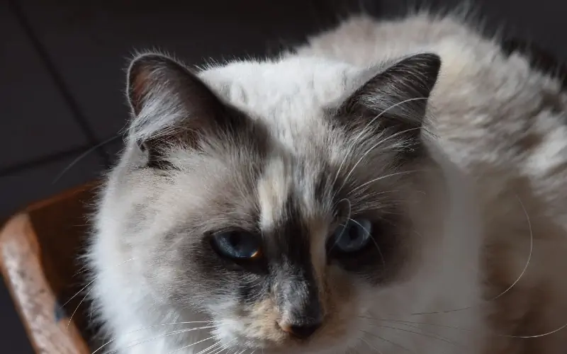 Blue Cream Point Ragdoll муур