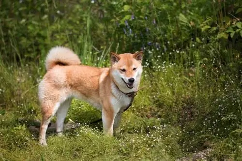 lông chồn shiba inu