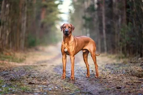 Χρώματα και σημάνσεις Rhodesian Ridgeback