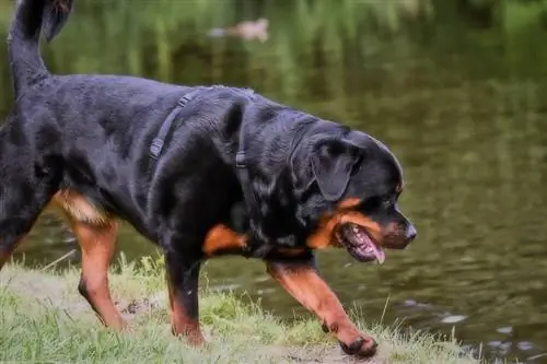 rottweileri