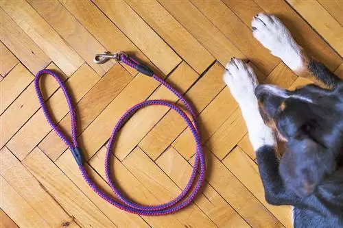 um cachorro olhando para a coleira no chão