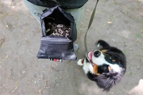 anjing gunung bernese menunggu untuk merawat