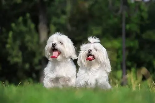 cães m altês machos e fêmeas