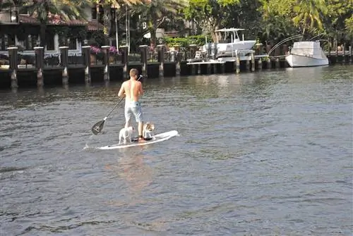 psi paddle board s majiteľom