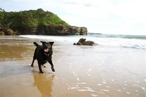 cão preto feliz na praia