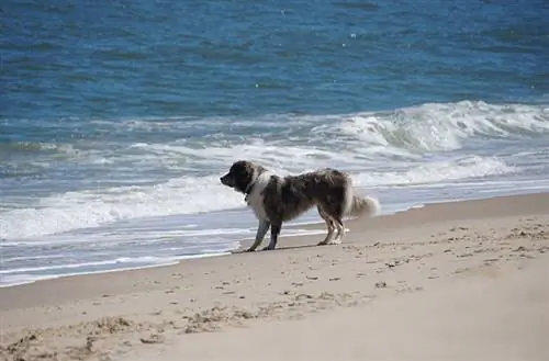 Un câine alb și maro care se uită la val de lângă plaja Dewey, Delaware