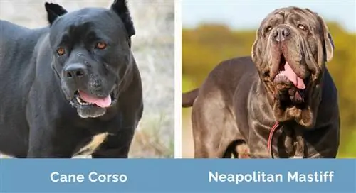 Cane Corso protiv Napuljskog mastifa rame uz rame