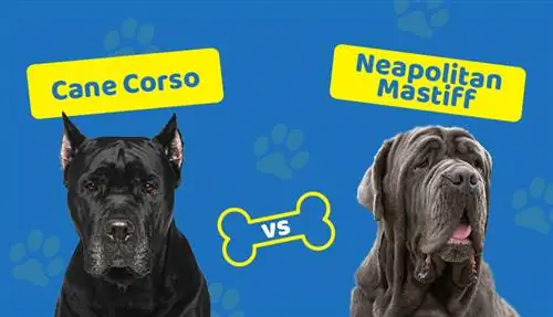 Cane Corso vs Neapolský mastif: Kľúčové rozdiely (s obrázkami)