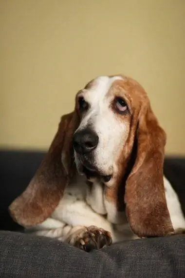 Basset hund