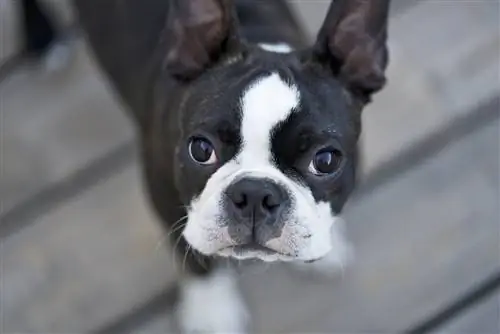 Boston terrier