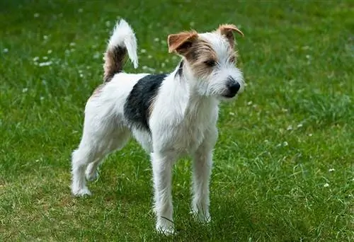 Parson Russell Terrier