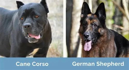 Cane Corso vs German Shepherd جنبًا إلى جنب