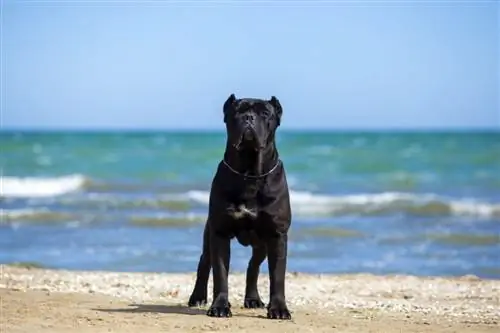 Cane corso beach