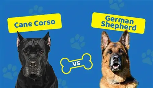 Cane Corso vs German Shepherd: Leej Twg Puas Muaj Cai Rau Kuv?