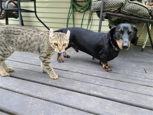 Dachshund at Savannah Cat