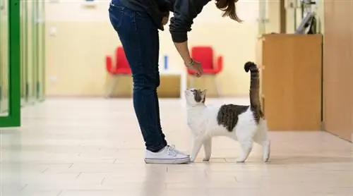 chat en train d'être adopté