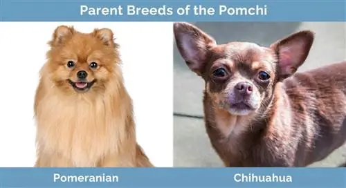 Pomchi'nin ana cinsləri