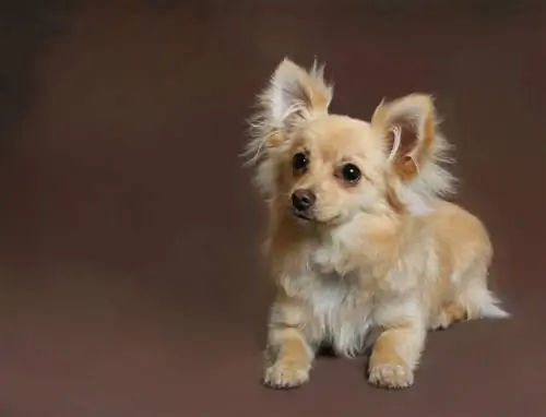 Pomchi (Pomeranian & Chihuahua Mix): informazioni, immagini & Guida alla cura