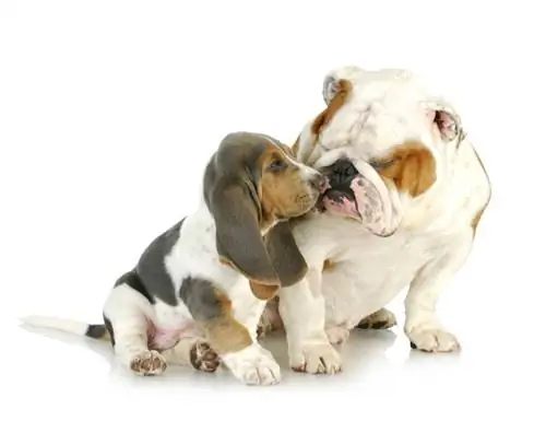 chiot aime mignon basset hound et bulldog anglais_Willeecole Photography_shutterstock