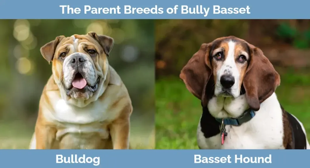 Rasy rodzicielskie Bully Basset