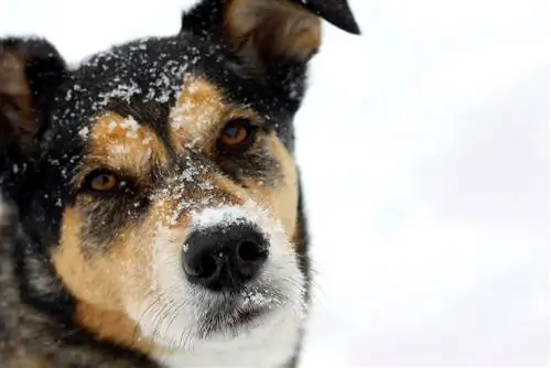 german shepherd american bulldog