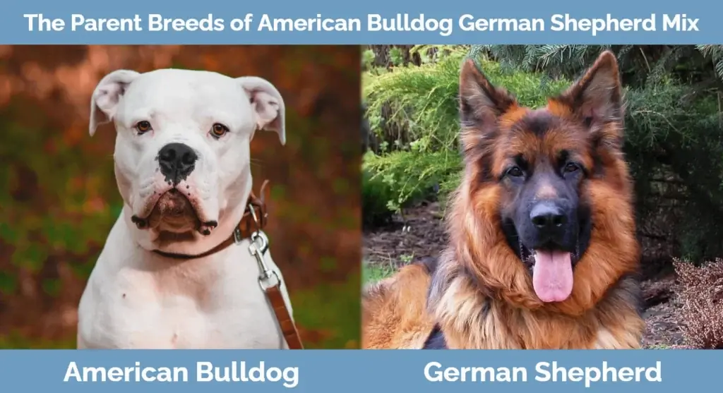 Ang parent breed ng American Bulldog German Shepherd Mix