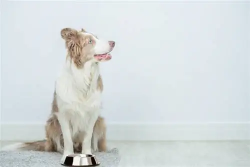 Hvit border collie med skål i rustfritt stål