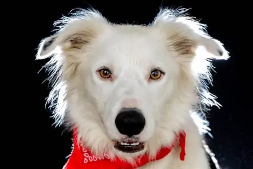 White Border Collie: Prente, feite & Geskiedenis (Met Prente)