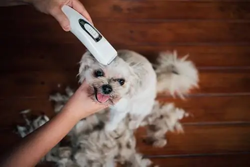 Pomeranian Grooming hajvágó hajvágás