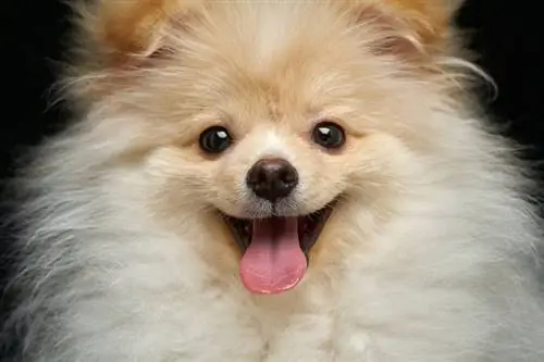 Pomeranian lông mịn màu kem