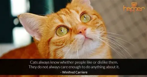 citation de chat