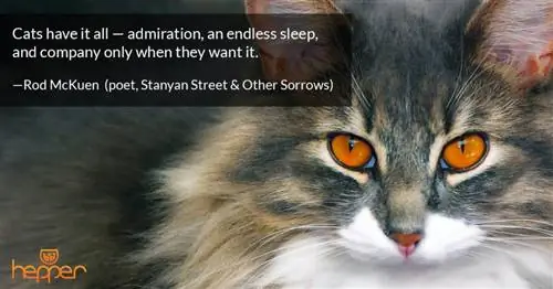 citation de chat10