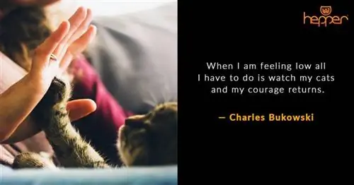 citation de chat12