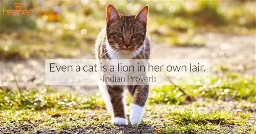 citation de chat13